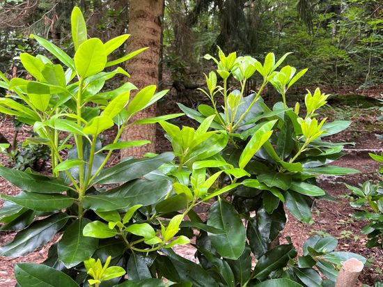Rhododendrongarten in Karlsbad im Frühling