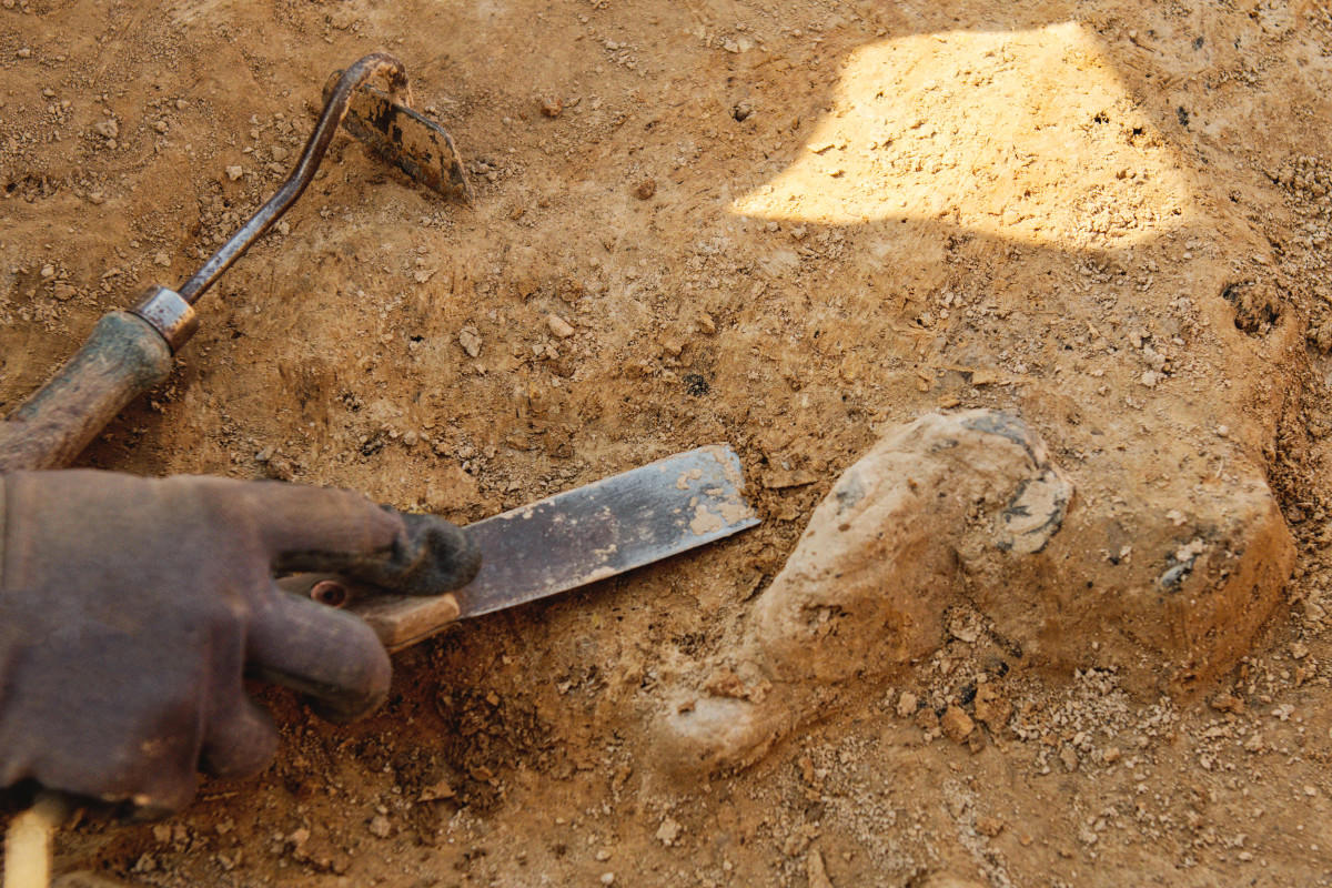A closeup image of whale bones, highlighting intricate bone structure